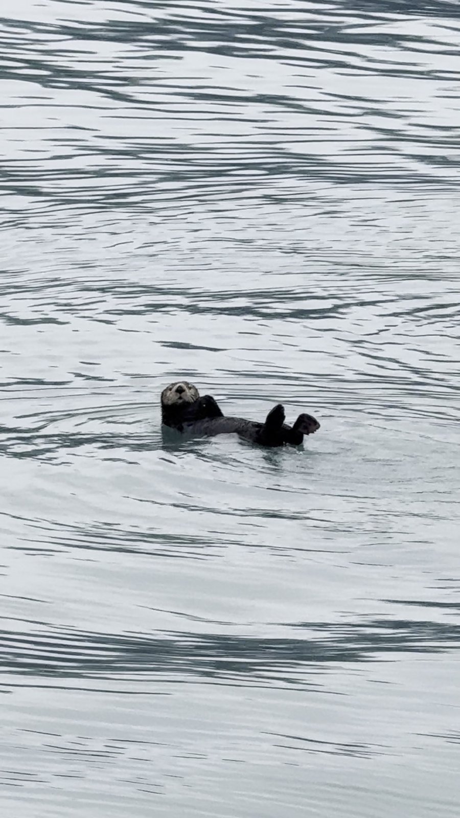 A sea otter floating on its back in Alaska's cold water, looking back at the camera