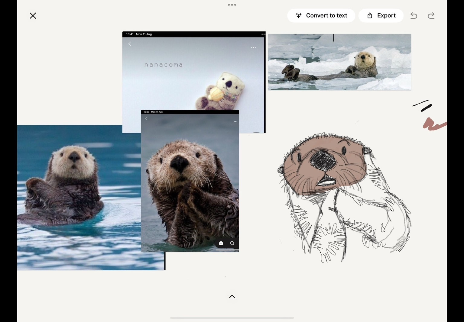 Reference photos and the first hand-drawn sea otter study
