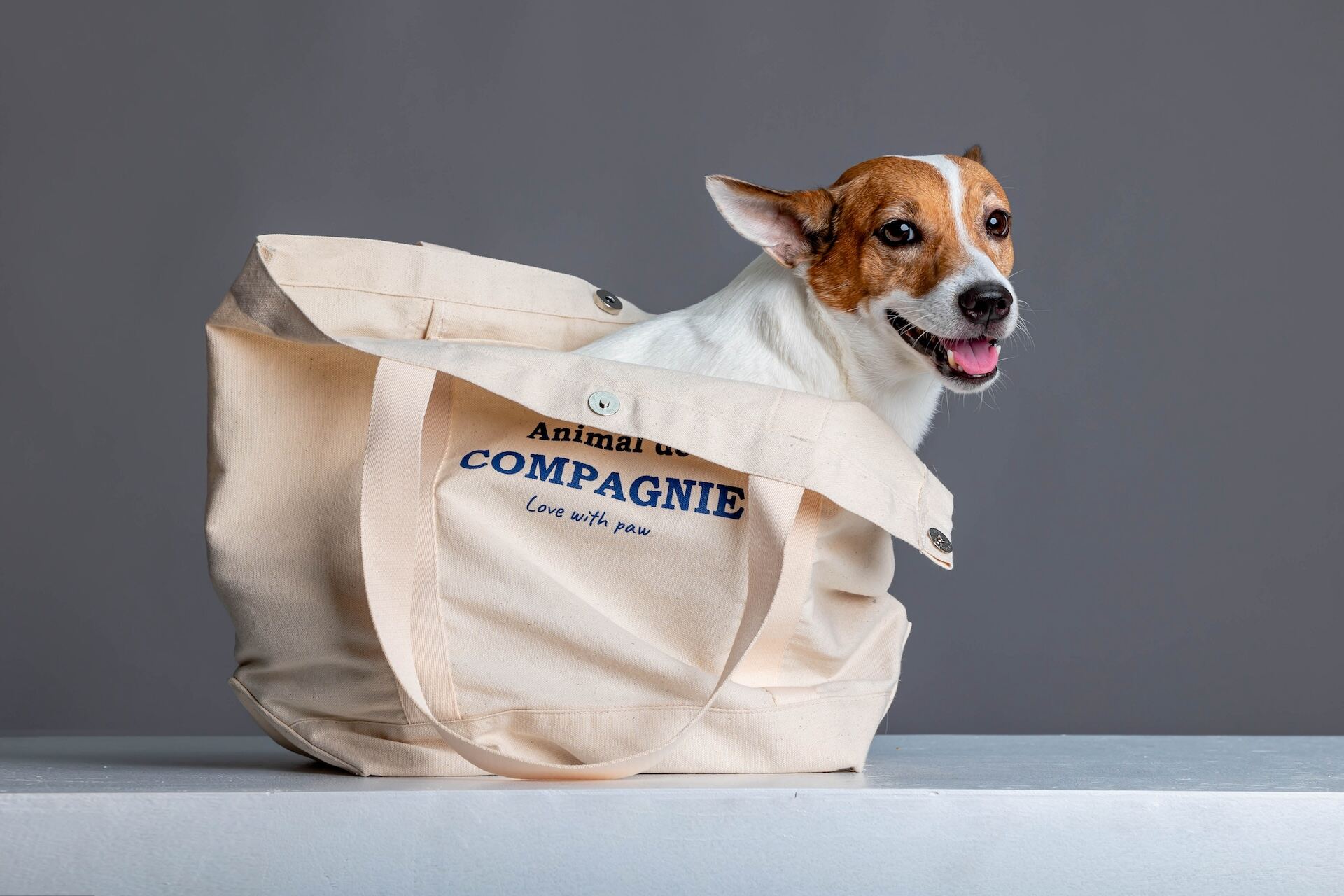 Animal de Compagnie lifestyle collection — Bangkok fashion brand